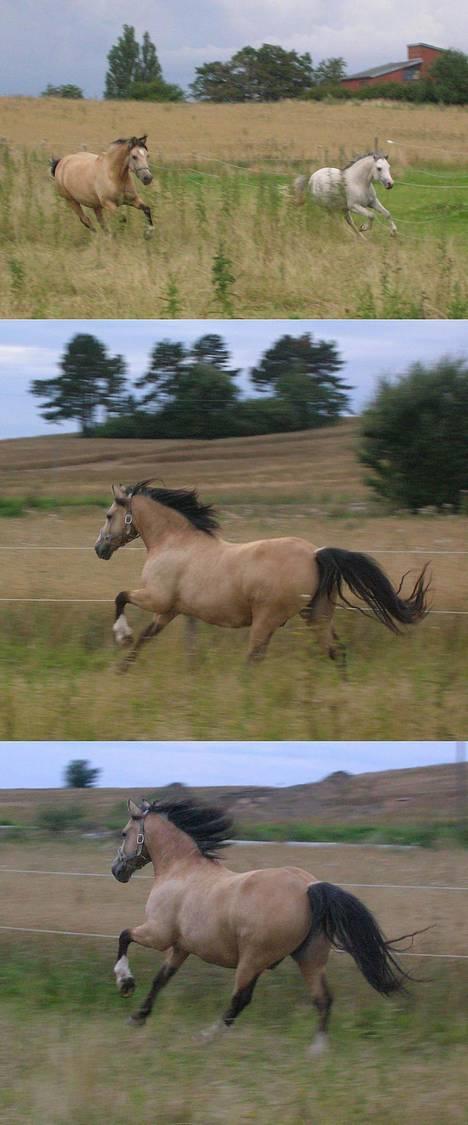 Welsh Pony af Cob-type (sec C) *Bugsy* - løb billede 17