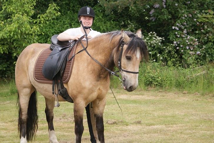 Welsh Pony af Cob-type (sec C) *Bugsy* - Mig og bugsy NYT 2010 billede 20