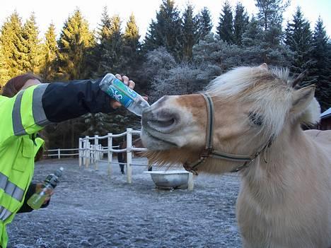 Fjordhest Pepsi<3 - Pepsi drikke brus fra flaske =) =P 7.Januar =) =) =) =)<3 <3 <3 <3 <3 <3 <3 billede 16