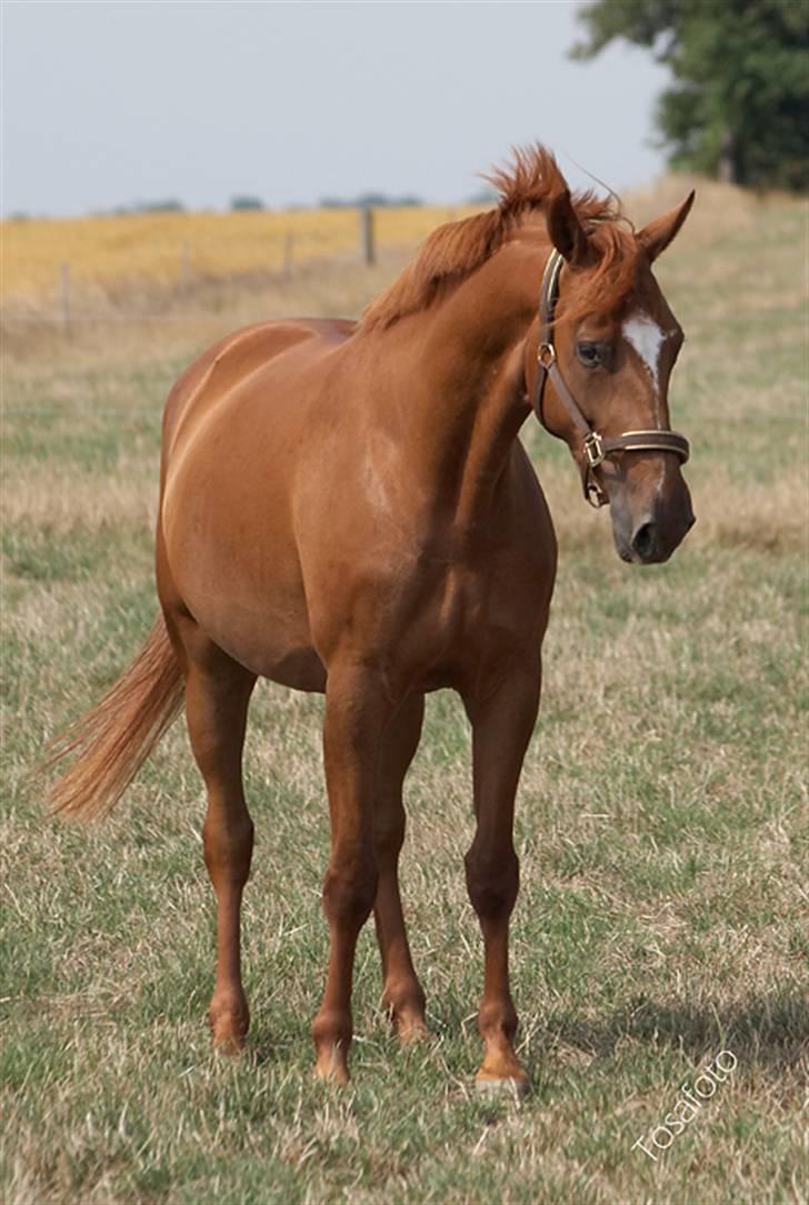 Dansk Varmblod Bernique. - Bernique .  billede 2