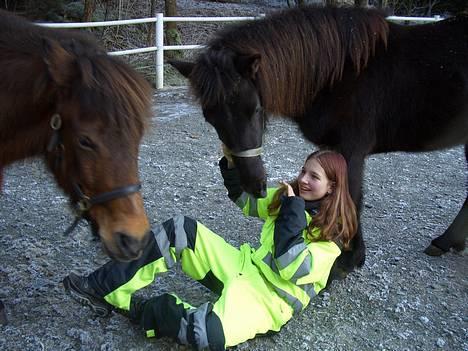 Islænder Frøya frå Eide<3 - Frøya og Saga er nysgjerrige på korfor eg sitter på bakken inne hos dei =P 7. januar billede 20