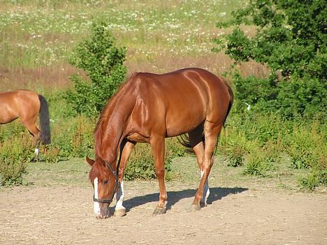 Dansk Varmblod Tjørnely's Cometessa <3 - Tessa på sommergræs hjemme! Der hvor hun er født og der hvor vi købte hende! :) Der er masser af græs længere nede på folden! ;) Taget d. 1/7-05  billede 12