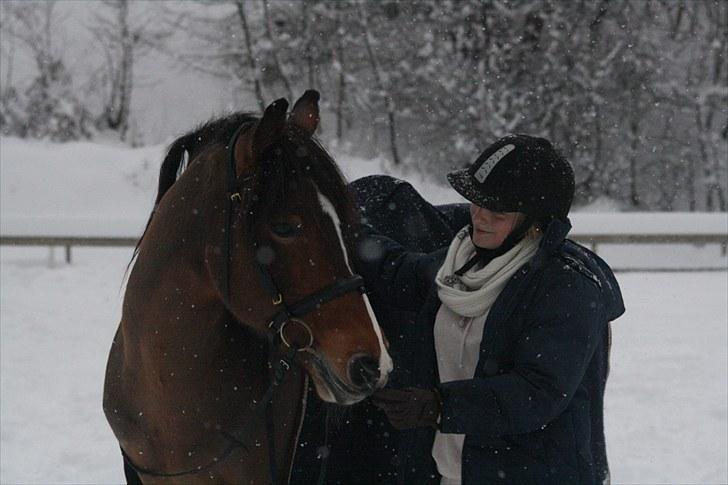 Koldblodstraver Horgen Lasso billede 14