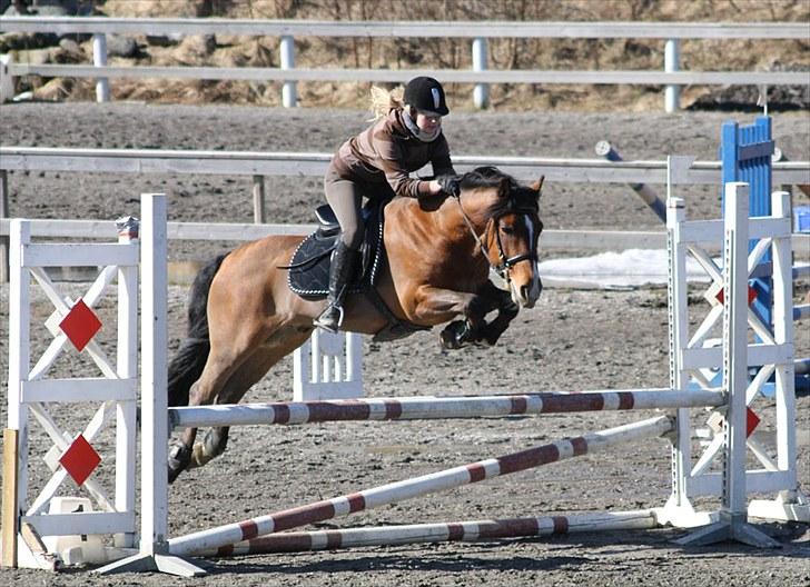 Koldblodstraver Horgen Lasso - Sprangstevne med min lillesøster billede 15