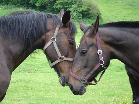 Oldenborg Stella Tisted - Stella & hendes mor Belinda. billede 10