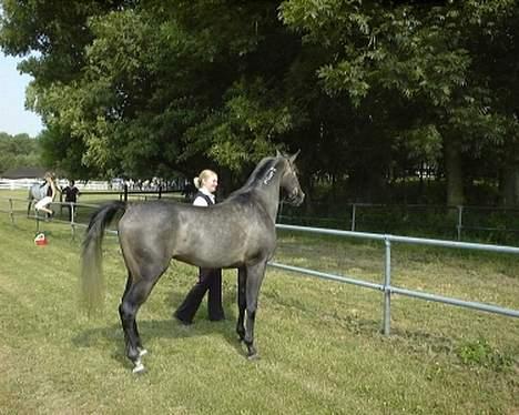 Sportsaraber (A) T.A. Madir - Madir som 3-års billede 10