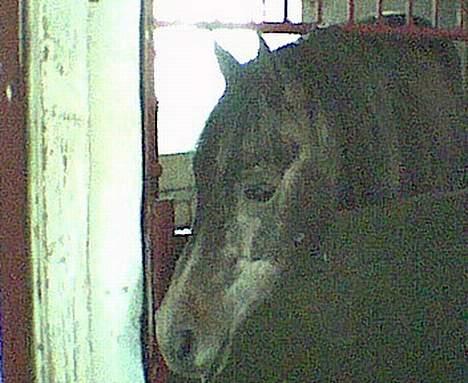 Sportsaraber (A) T.A. Madir - Madir som 4-års billede 11