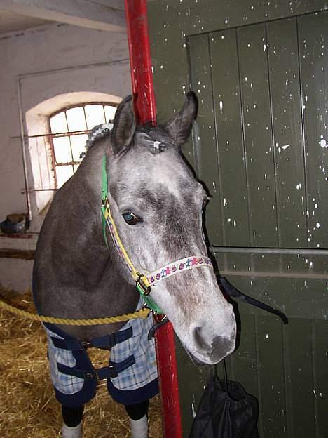Sportsaraber (A) T.A. Madir - Madirs første stævne, 4 år billede 12