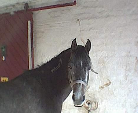 Sportsaraber (A) T.A. Madir - Madir som 4-års billede 14