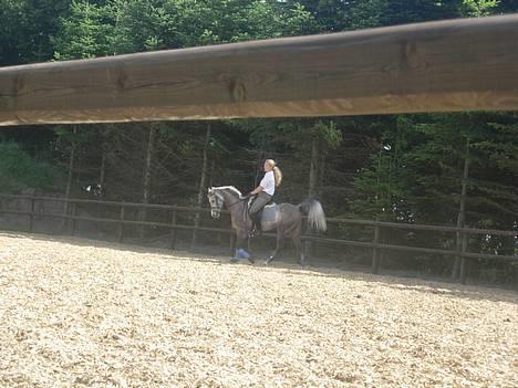 Sportsaraber (A) T.A. Madir - Madir på fold som 4-års billede 16