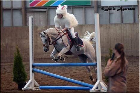 Arabisk fuldblod (OX) Meksikana OX (SOLGT) - Showopvisning på Baunehøj, Billede af Julie Agersten billede 12