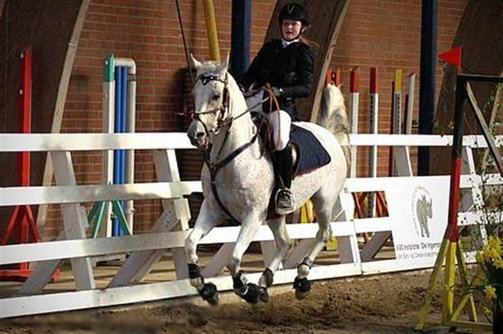 Arabisk fuldblod (OX) Meksikana OX (SOLGT) billede 14