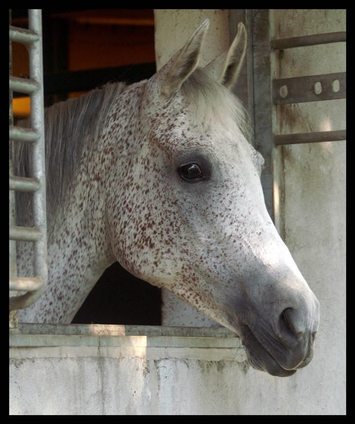 Arabisk fuldblod (OX) Meksikana OX (SOLGT) billede 17