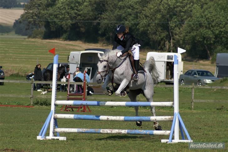 Arabisk fuldblod (OX) Meksikana OX (SOLGT) billede 18