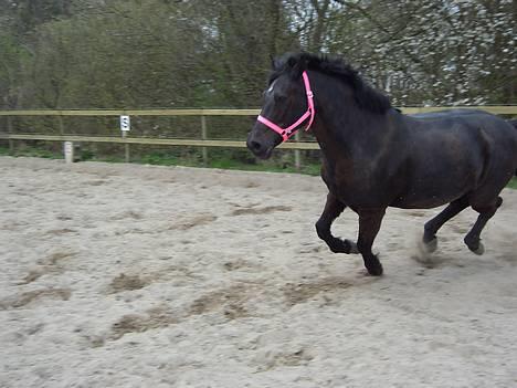 Connemara Blackie .. - kulle i fuld gallop (: billede 12