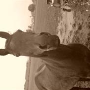 Welsh Pony (sec B) R.I.PWester Aikemas Amrah