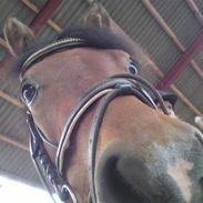 Anden særlig race Molly <'33 (gammel part)