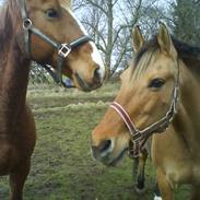 Anden særlig race Molly