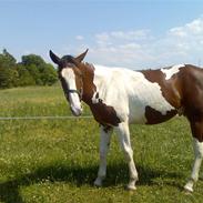 Pinto Crazy´s Crash 