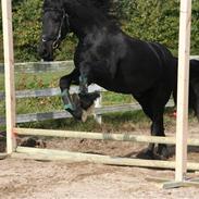 Frieser Minse Fan De Kromme Jelte