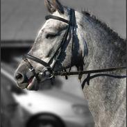 New Forest Moonlight
