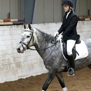 New Forest Moonlight