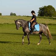 New Forest Moonlight