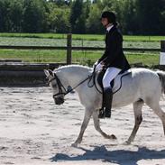 Welsh Mountain (sec A) Dolly