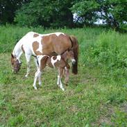 Pinto *Højgaards Pocahontas* 