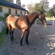 Traver "Pepber" (Peter Danica)