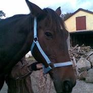 Traver "Pepber" (Peter Danica)