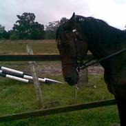 Traver "Pepber" (Peter Danica)