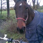 Traver "Pepber" (Peter Danica)