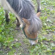 Anden særlig race Surprise *JegSavnerDig*