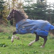 Welsh Cob (sec D) Prince T - Gammel Part <3