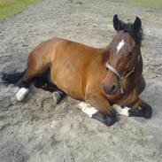 Anden særlig race May Be 2001-2008