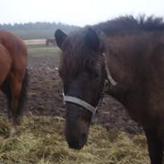 Anden særlig race Lukas<3