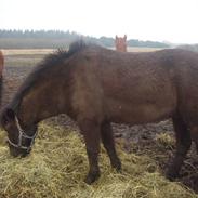 Anden særlig race Lukas<3