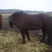 Anden særlig race Lukas<3