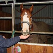 Trakehner Portlandas