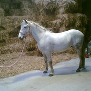 Lipizzaner oma