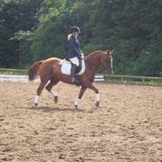 Anden særlig race Bitten