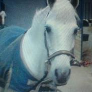 Anden særlig race Loppe <'33