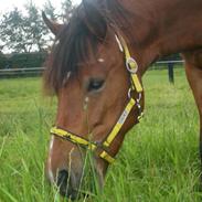 New Forest Lundekildens Halifax *RIP