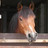 New Forest Lundekildens Halifax *RIP