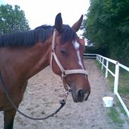 Anden særlig race Coco Fleur *SOLGT* :'(