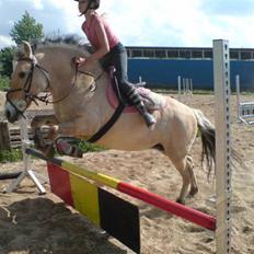 Fjordhest LOTTE Gl. PART