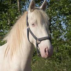 Anden særlig race Mr. Mello 