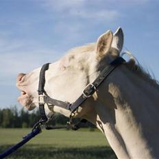 Anden særlig race Mr. Mello 