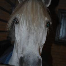 Anden særlig race Prins *Stjernen* 